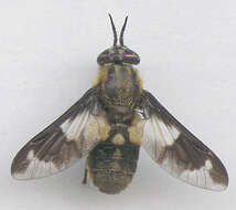 Imagem de Chrysops caecutiens (Linnaeus 1758)