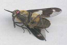 Imagem de Chrysops caecutiens (Linnaeus 1758)