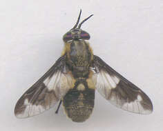 Imagem de Chrysops caecutiens (Linnaeus 1758)