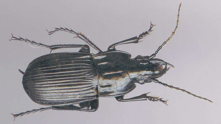 Image of Parallel-Sided Ground Beetle