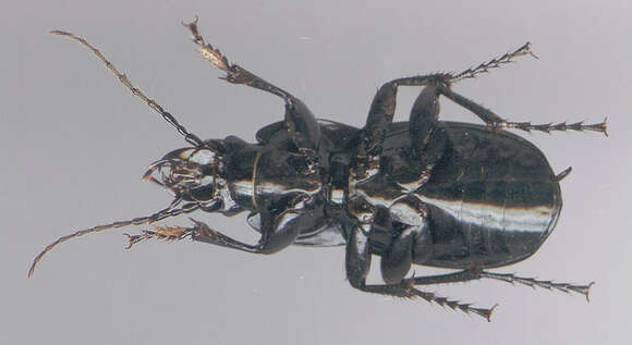 Image of Parallel-Sided Ground Beetle