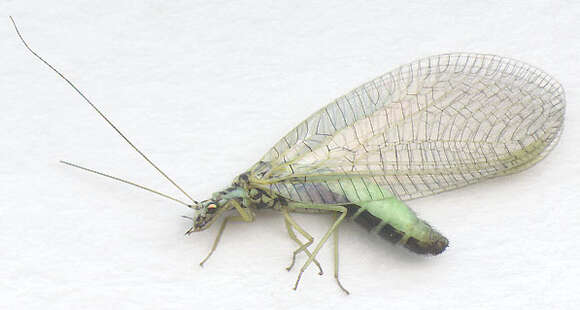 Image of Green lacewing