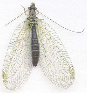 Image of Green lacewing