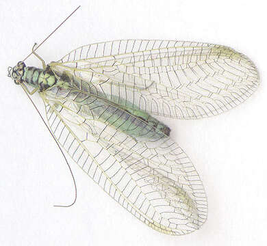 Image of Green lacewing