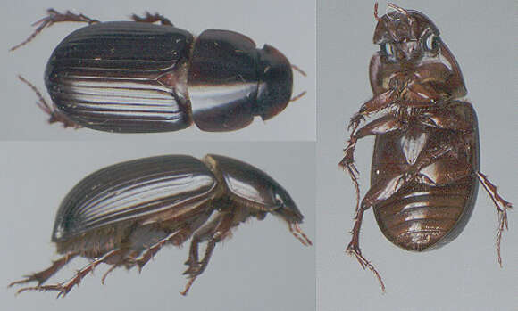 Image of Night-flying Dung Beetle