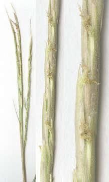 Image of common cordgrass