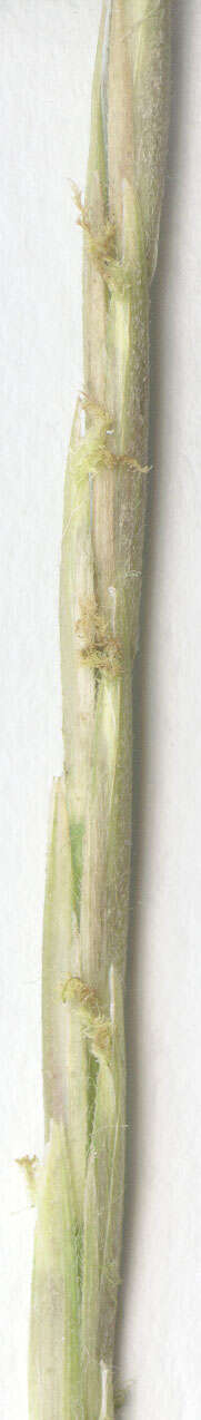 Image of common cordgrass