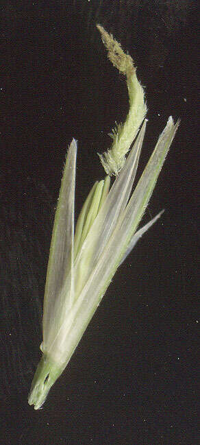 Image of common cordgrass