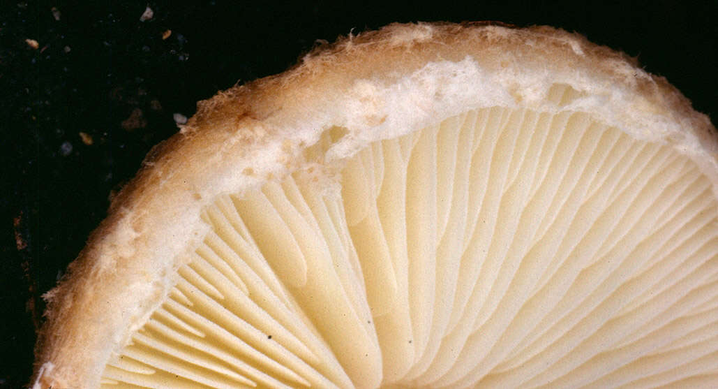 Image of Lepiota boudieri Bres. 1884