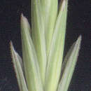 Imagem de Elytrigia repens subsp. repens