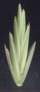 Слика од Elytrigia repens subsp. repens