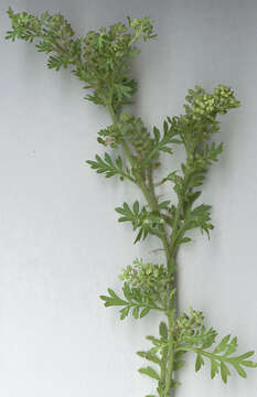 Image of Lesser swine-cress