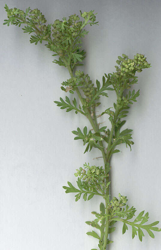 Image of Lesser swine-cress