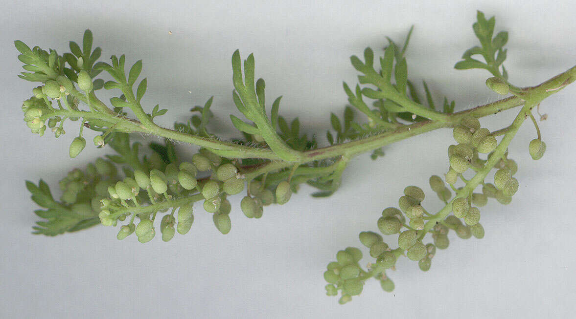 Image of Lesser swine-cress