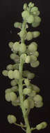 Image of Lesser swine-cress