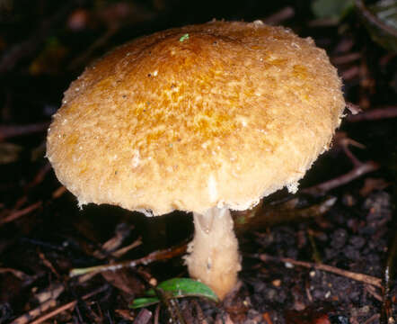 Image of Lepiota boudieri Bres. 1884