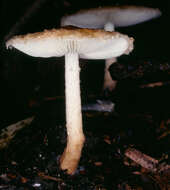 Image of Lepiota boudieri Bres. 1884