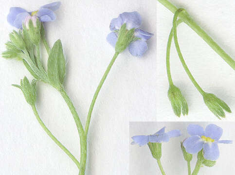 Image of Creeping Forget-me-not