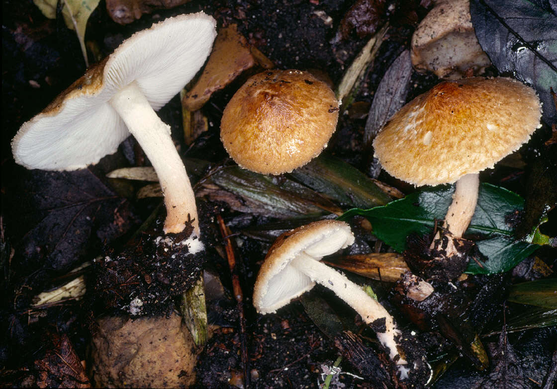 Image of Lepiota boudieri Bres. 1884