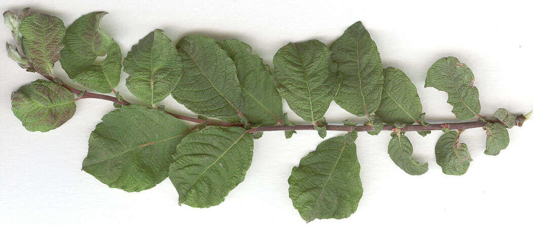 Image of eared willow