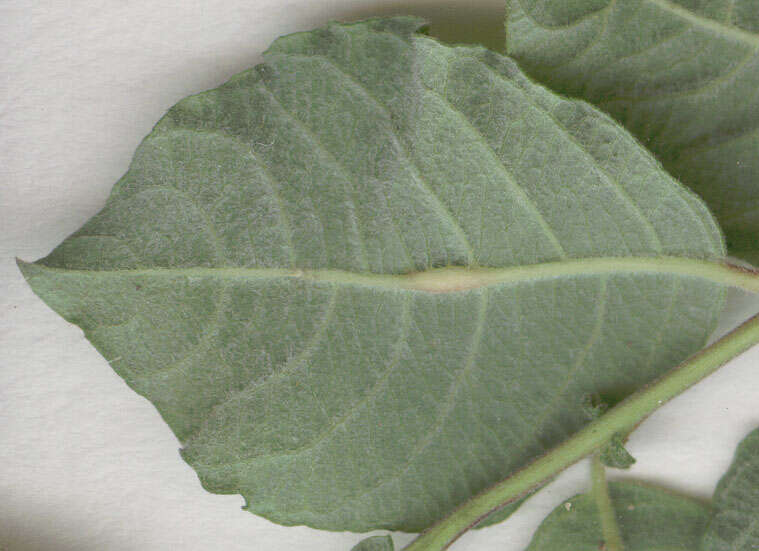 Image of eared willow