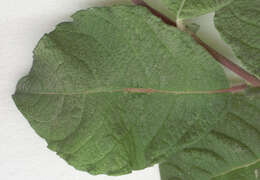 Image of eared willow