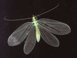 Image of Chrysopidia