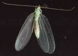 Image of Chrysopidia