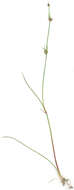 Image of Juncus bulbosus subsp. bulbosus