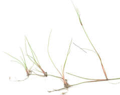 Image of Juncus bulbosus subsp. bulbosus