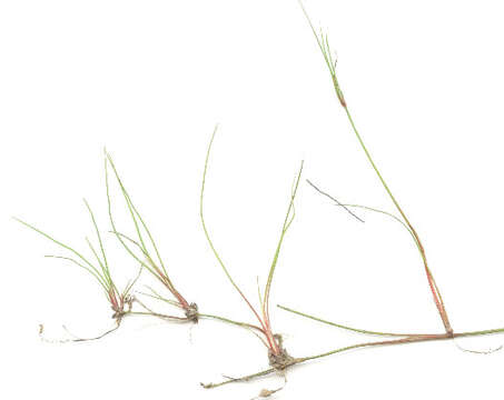 Juncus bulbosus subsp. bulbosus resmi