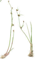 Image of Juncus bulbosus subsp. bulbosus