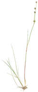 Image of Juncus bulbosus subsp. bulbosus