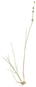 Image of Juncus bulbosus subsp. bulbosus