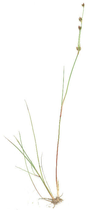 Image of Juncus bulbosus subsp. bulbosus