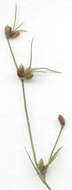 Image of Juncus bulbosus subsp. bulbosus