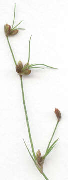 Juncus bulbosus subsp. bulbosus resmi