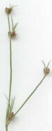 Image of Juncus bulbosus subsp. bulbosus