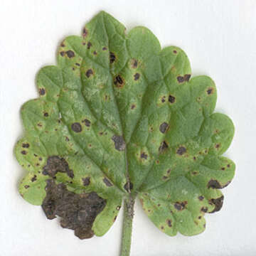 Image of Puccinia glechomatis DC. 1808