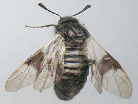 Image of Abia fasciata