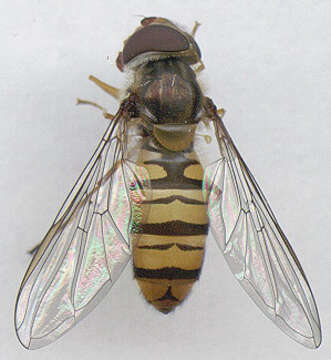 Image of Marmalade hoverfly