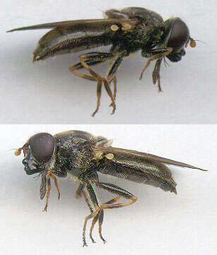 صورة Cheilosia bergenstammi (Becker 1894)