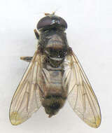 صورة Cheilosia bergenstammi (Becker 1894)