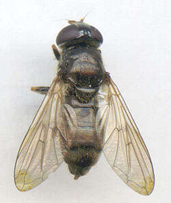 صورة Cheilosia bergenstammi (Becker 1894)