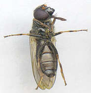 صورة Cheilosia bergenstammi (Becker 1894)