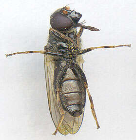 صورة Cheilosia bergenstammi (Becker 1894)