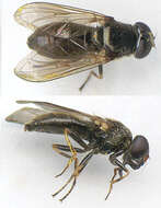 صورة Cheilosia bergenstammi (Becker 1894)