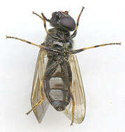 صورة Cheilosia bergenstammi (Becker 1894)