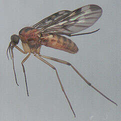 Image of Window Gnat