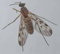 Image of Window Gnat